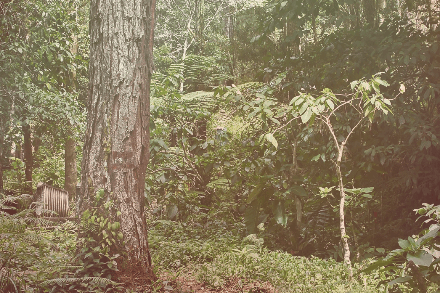 Langkawi Jungle Trekking